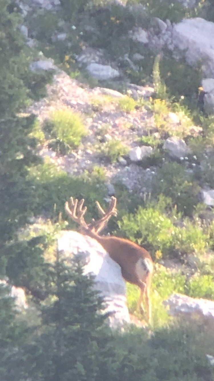 A deer with antlers is standing on a rocky hillside