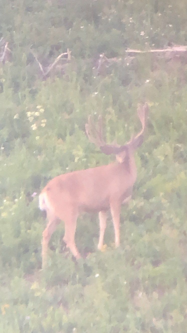 A deer with large antlers is standing in a field of trees.