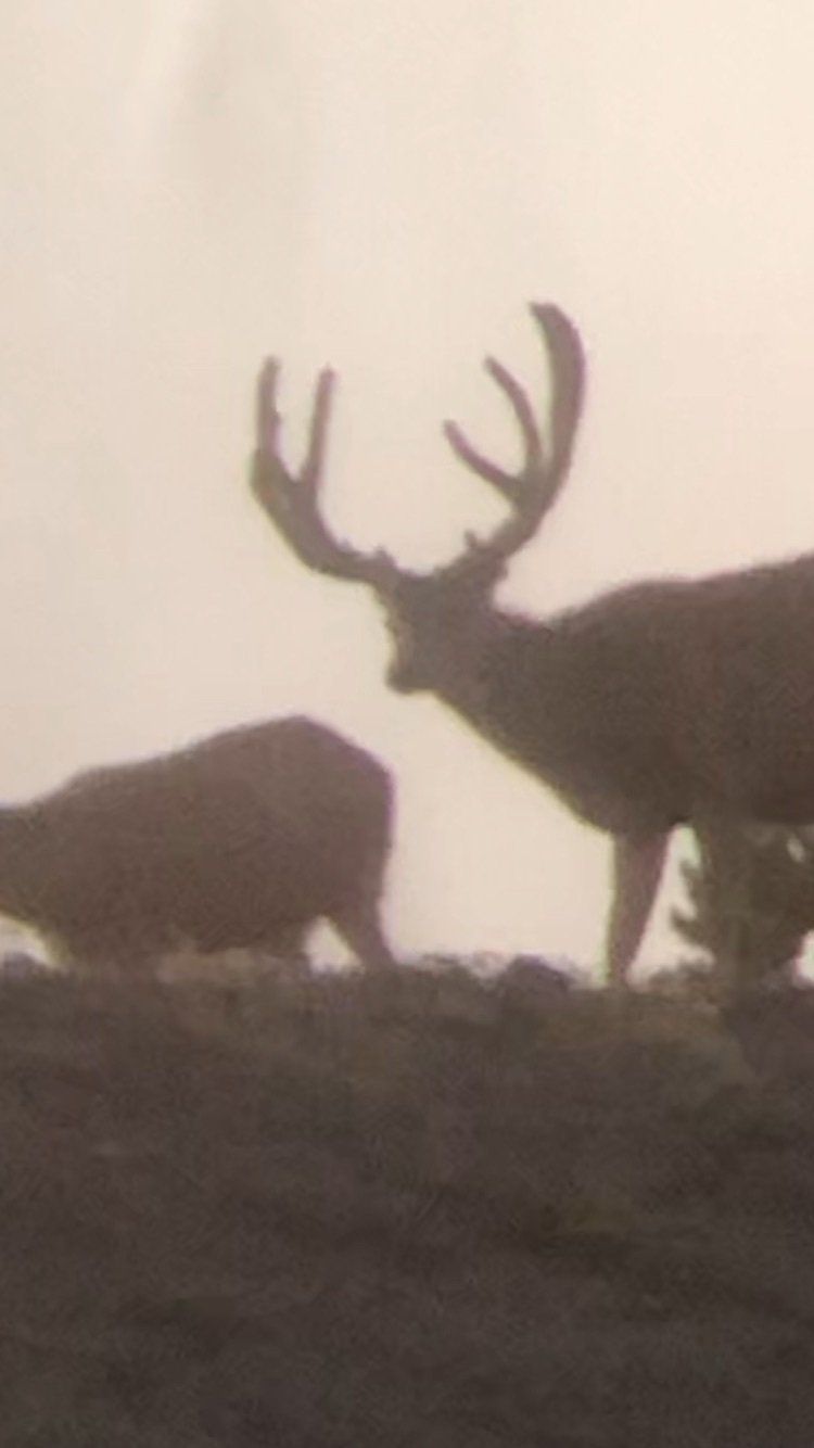 A couple of deer standing on top of a hill.