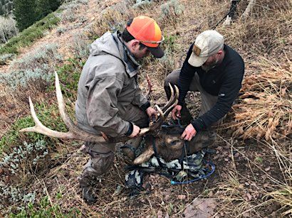 Two people examining a deer head with large antlers on a hillside. One wears orange hat.