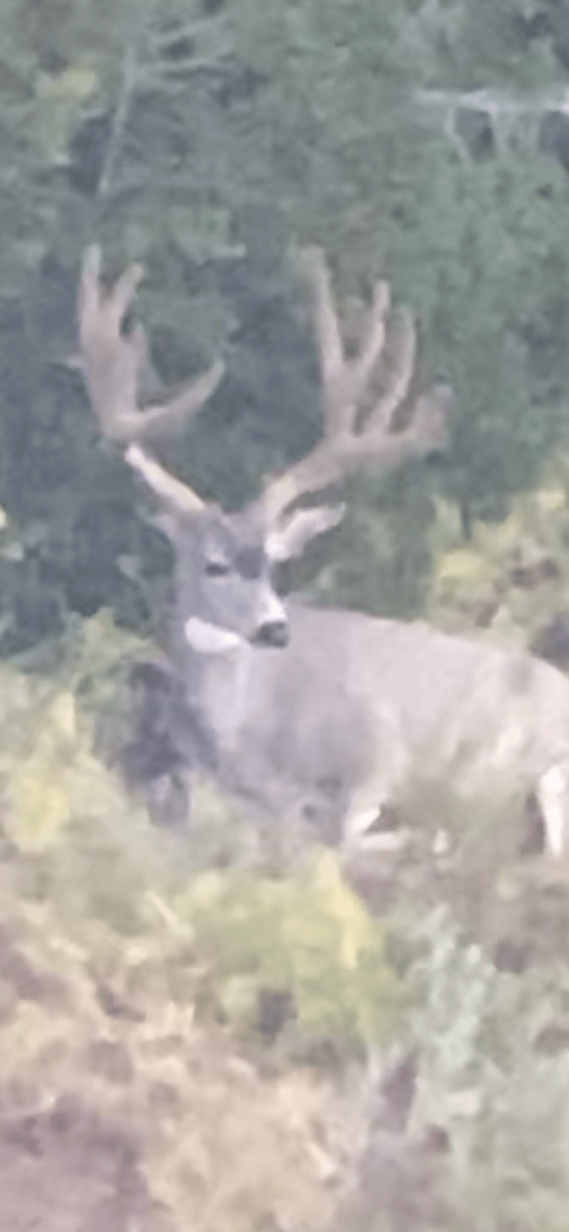A large buck with large antlers stands in grassy foliage.