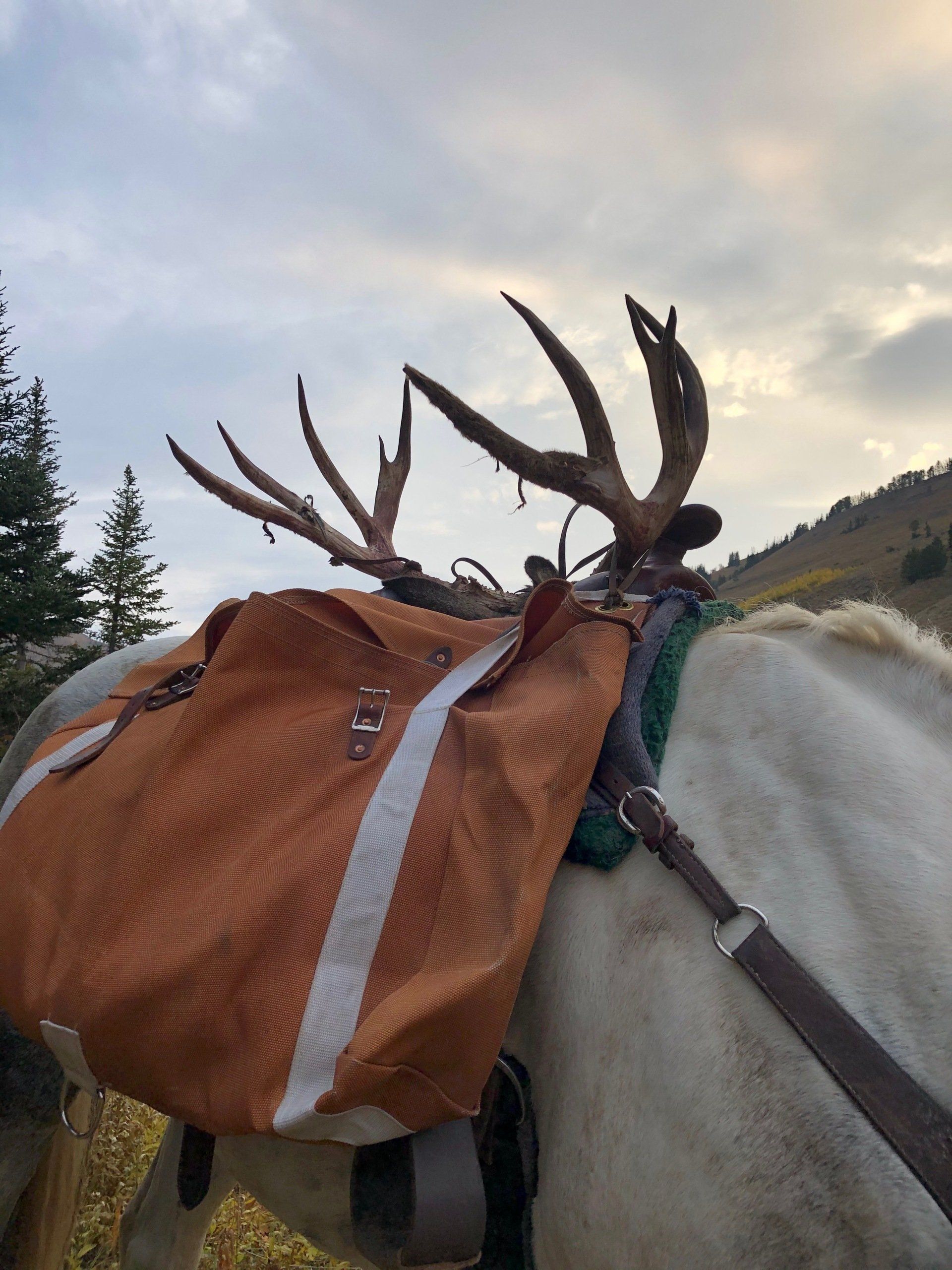 Antlers strapped on a pack horse, brown bag, sunny sky, mountain background.