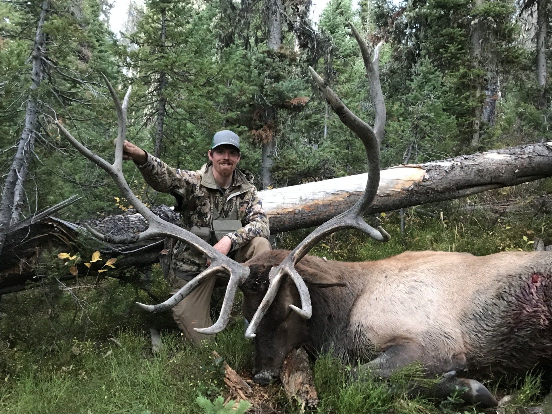 Archery elk hunting Wyoming. Hunter kneels beside a large elk with impressive antlers in a forest setting.