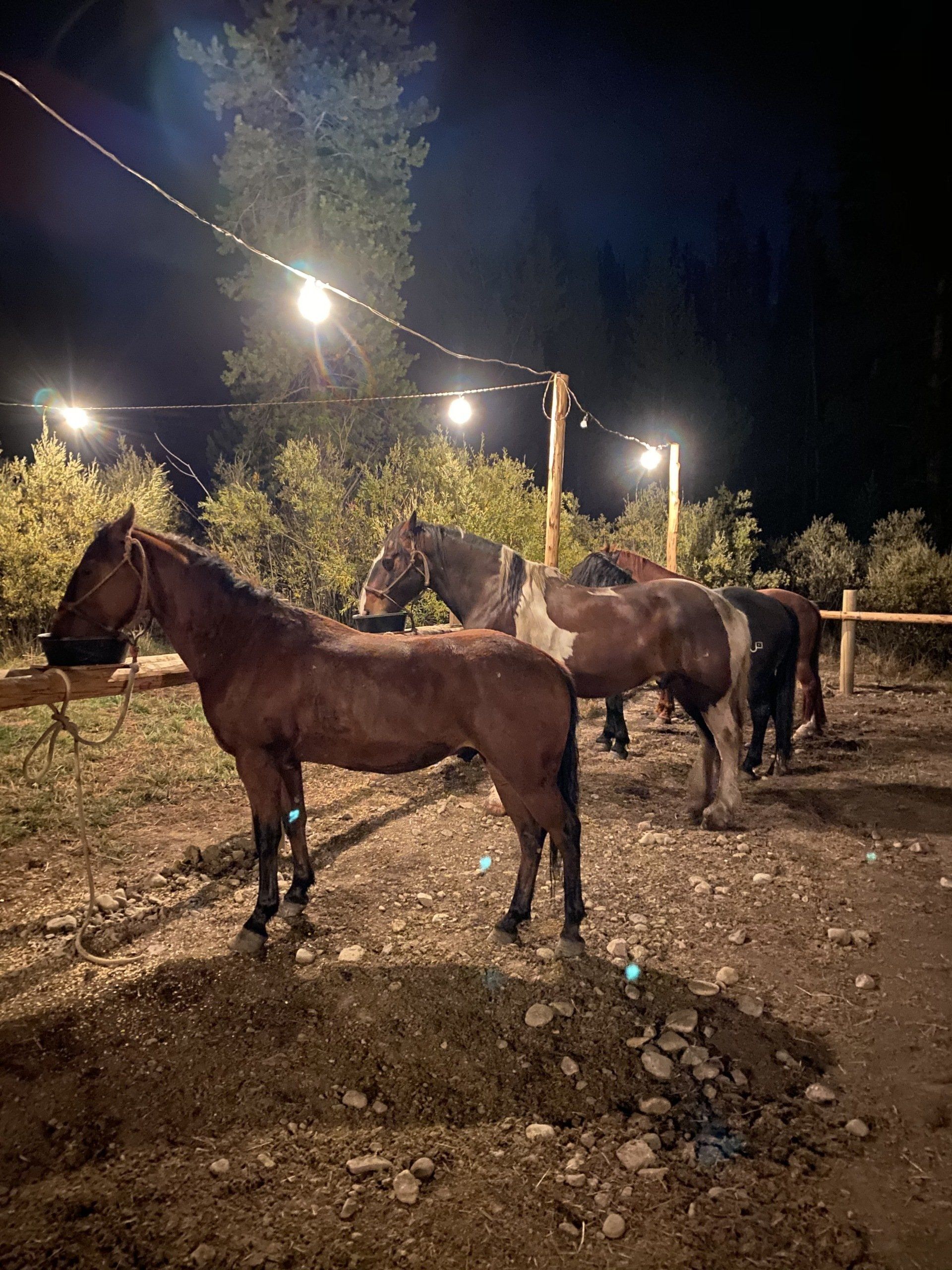 A group of horses are standing in a dirt field at night