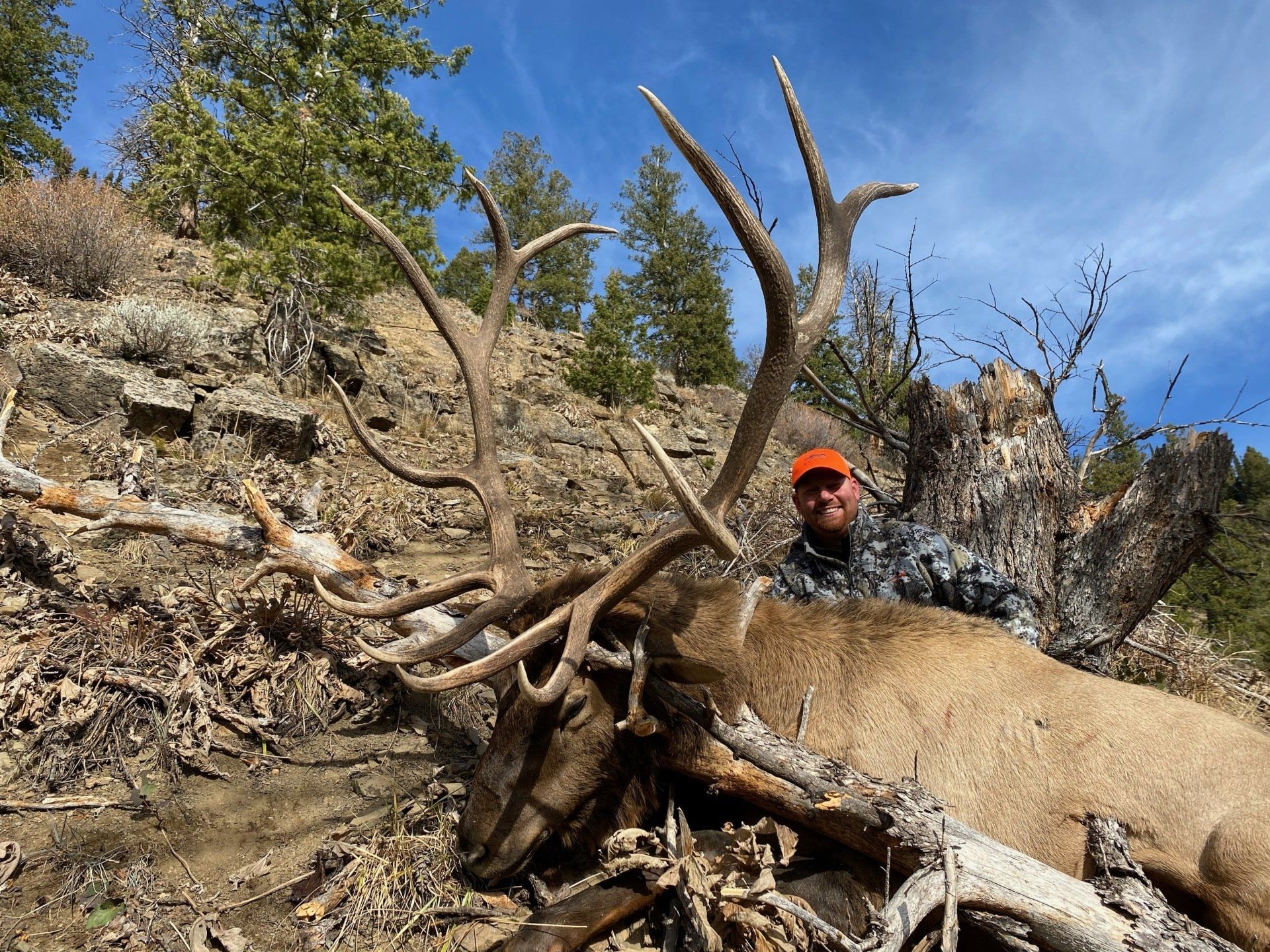Hunter poses with a large elk it has harvested. The elk rests on a hillside with the hunter in camouflage.