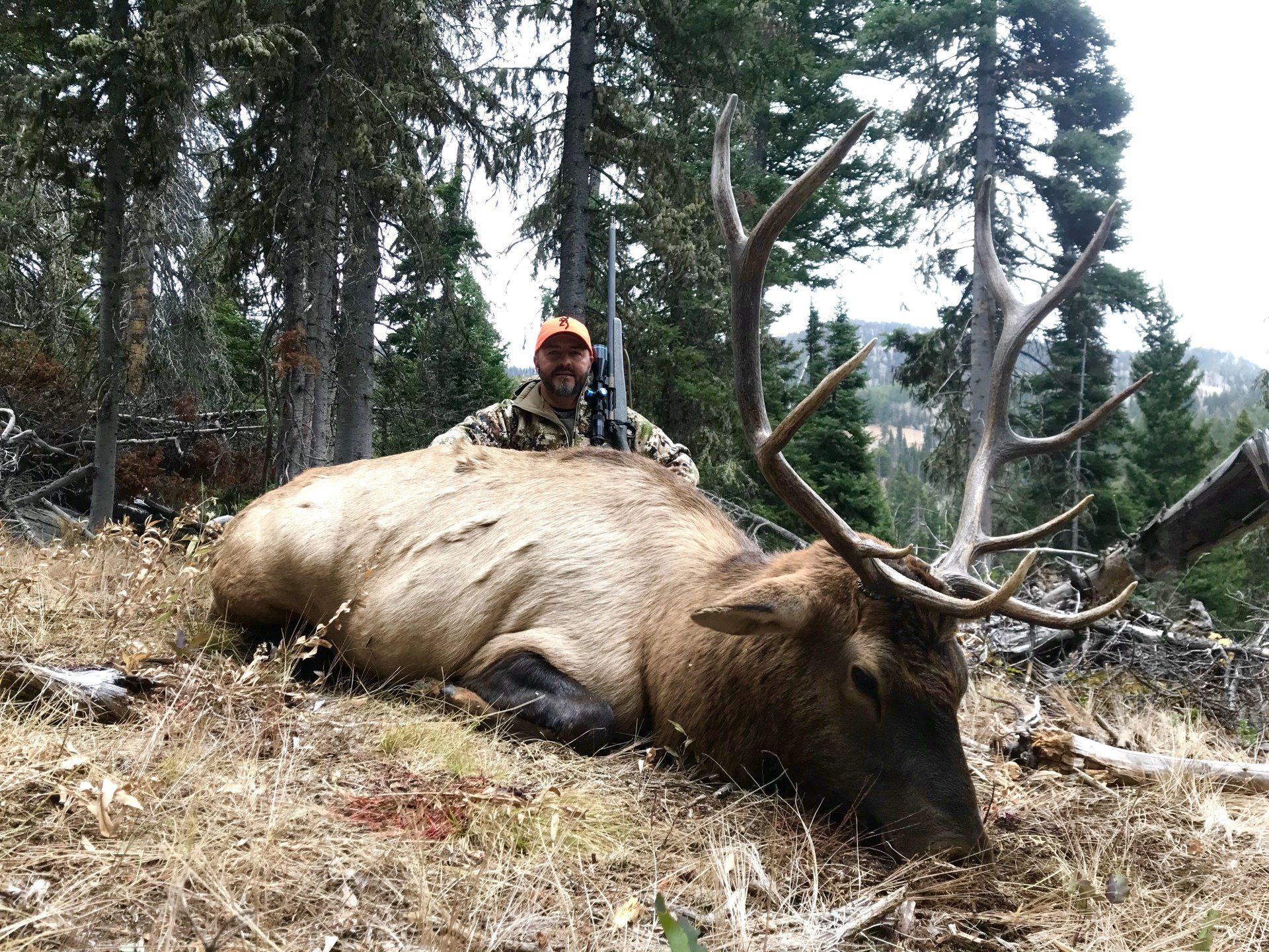 Man in hunting gear poses with a large dead elk in a forest setting.