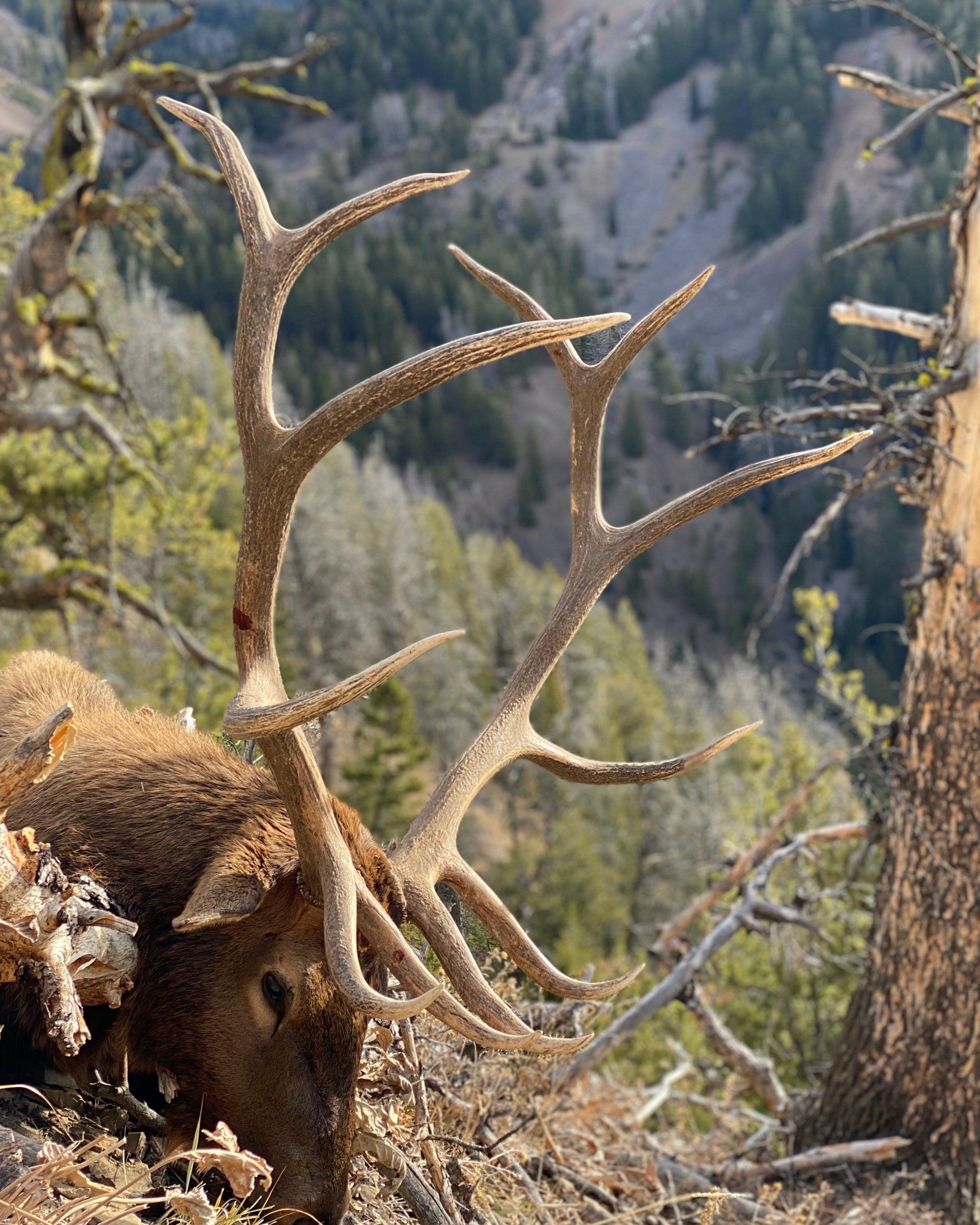 Elk with large antlers, head turned right, set in a mountain forest.