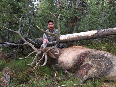 Archery elk hunting Wyoming. Man in camouflage poses with a large elk in a forest.