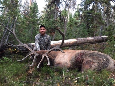 Archery elk hunting Wyoming. Hunter in camo sits beside a large dead elk in a forest clearing.