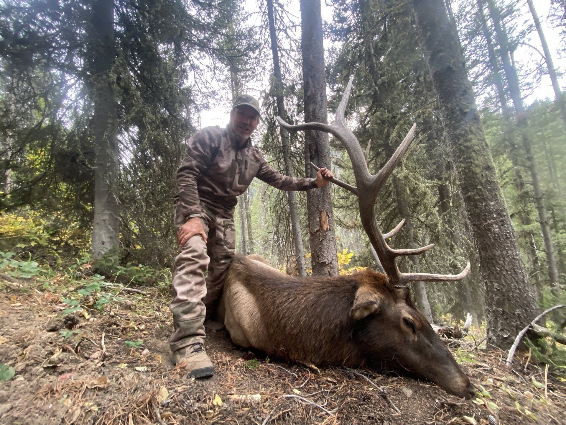 Archery elk hunting Wyoming. Hunter in camo stands over a large elk with impressive antlers in a forest setting.