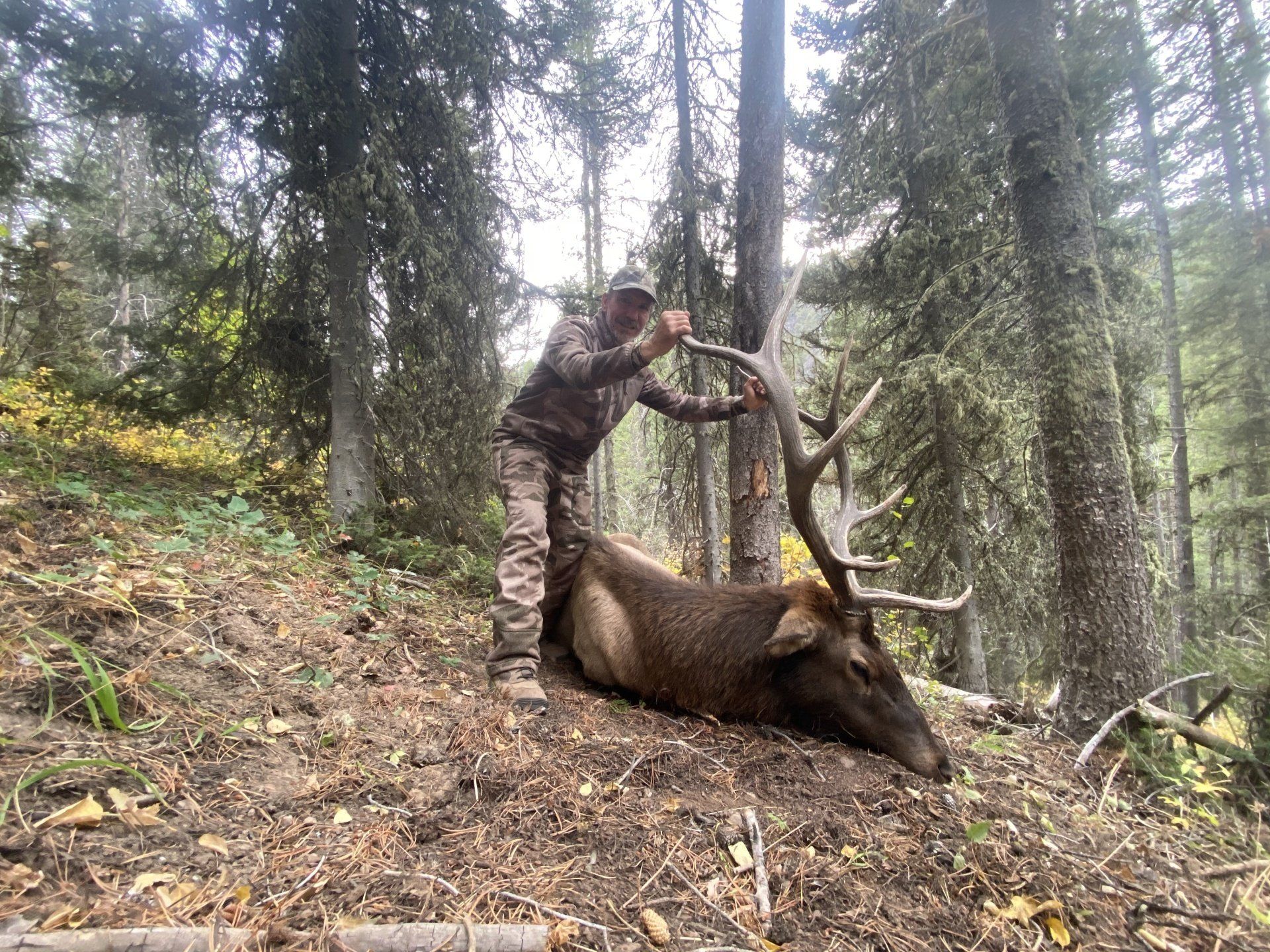 Archery elk hunting Wyoming. Hunter in camouflage over an elk in a forest setting.