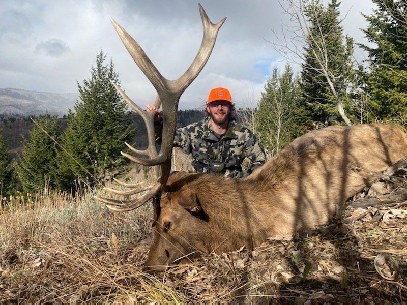 Man in camo and orange hat stands next to a large elk with antlers in a mountainous forest setting.