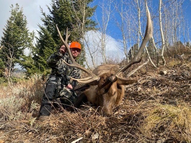 A man is kneeling next to a large elk in the woods.