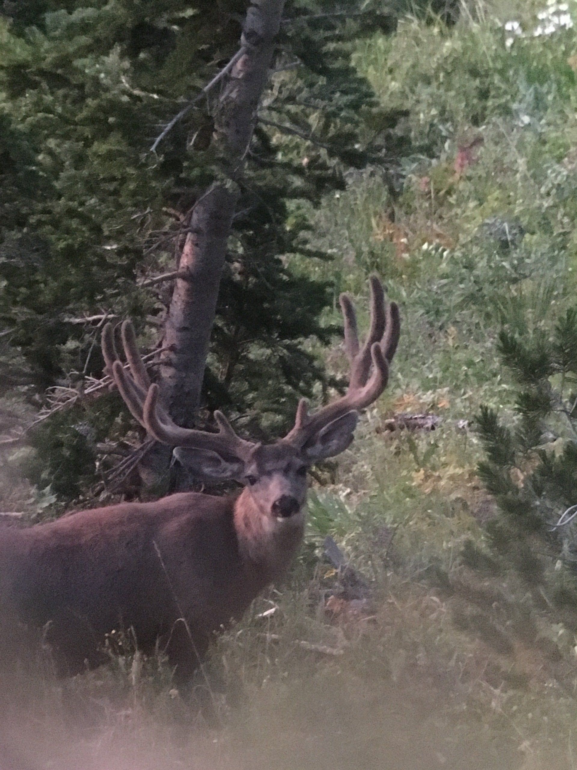 A deer with large antlers is standing in the grass near a tree.