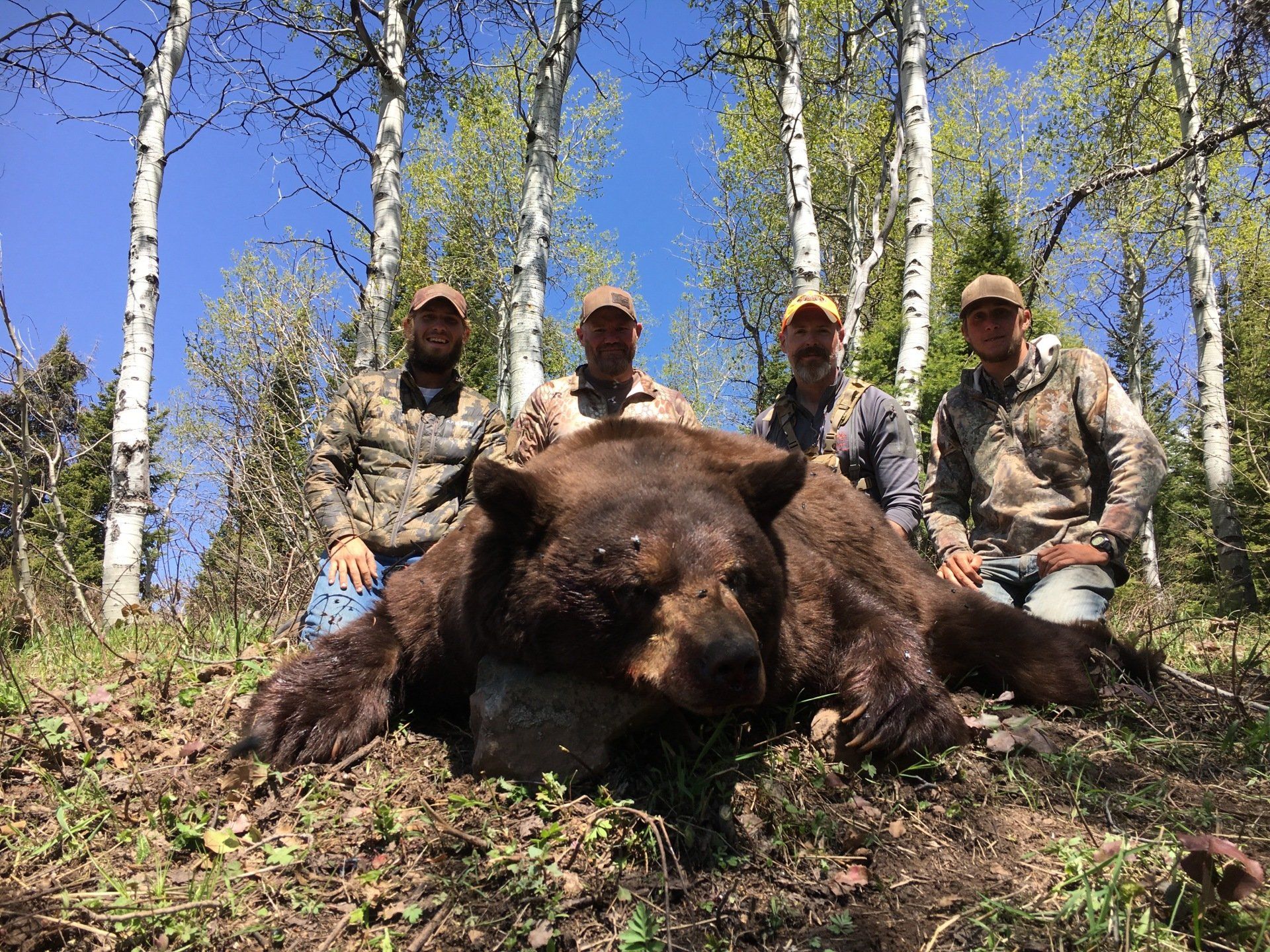 Four men pose with a large, dead bear in a forest setting with birch trees and blue sky.