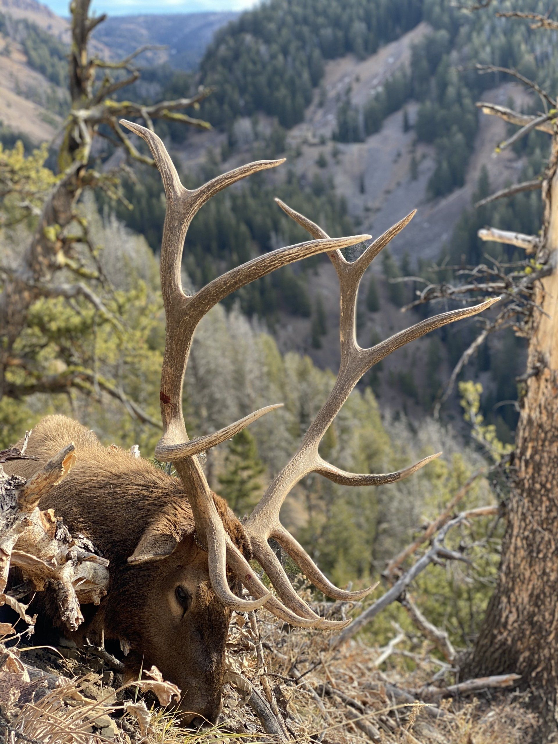 Elk head with large antlers on a hillside overlooking a canyon with green trees.