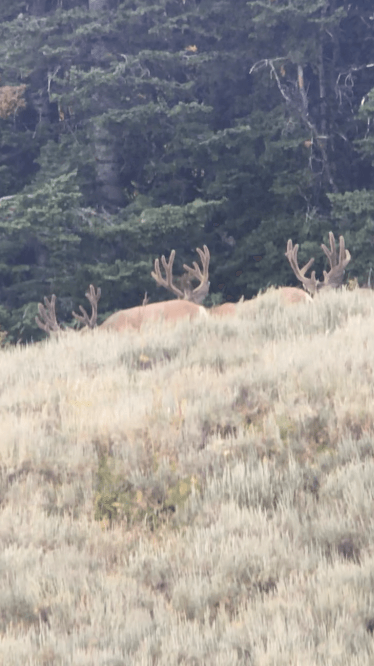 Two deer are standing in a field with trees in the background