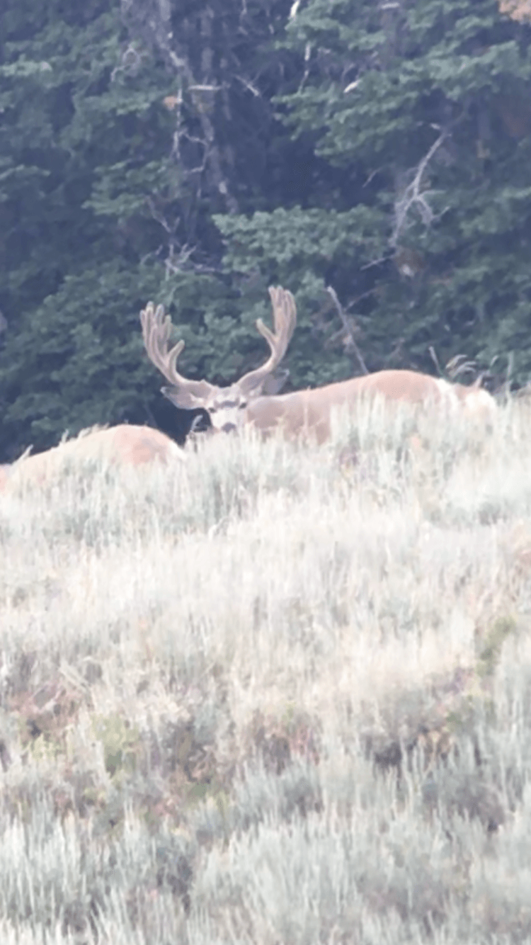 A deer is standing in a field with trees in the background
