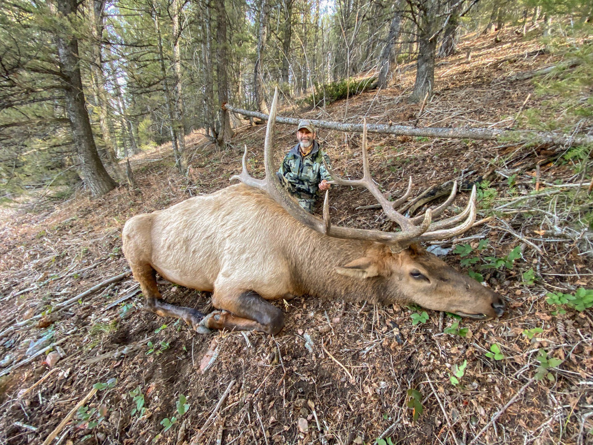 Man in camouflage stands beside a large elk with antlers, lying on a forest floor.