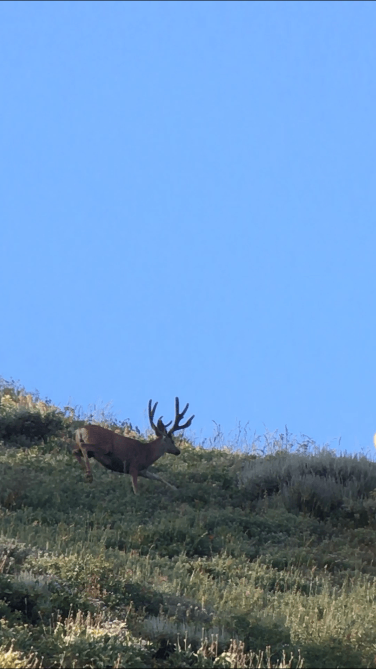 A deer is standing on top of a grassy hill.