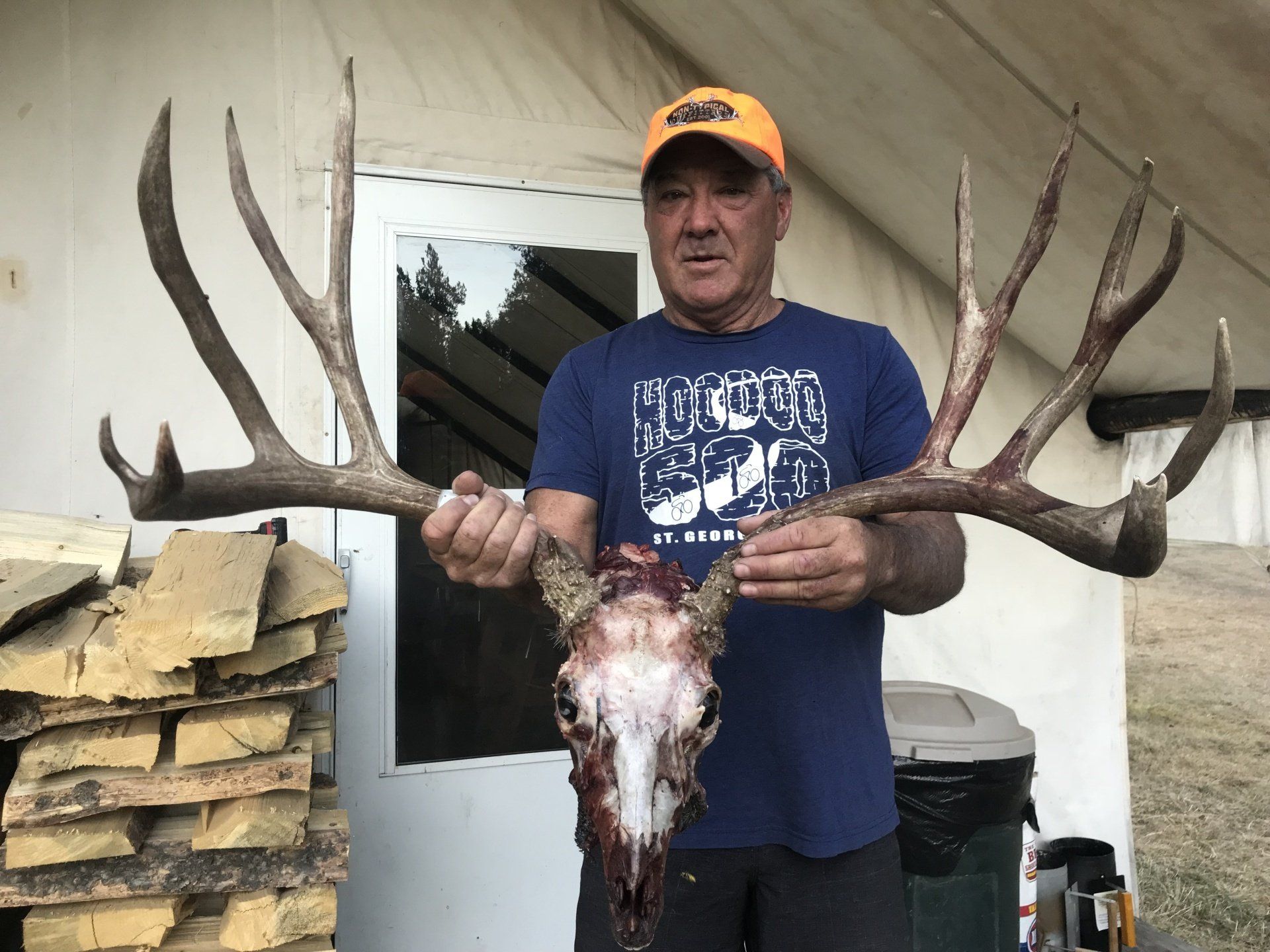 Man holding elk skull and antlers, orange hat, blue shirt, woodpile, tent backdrop.