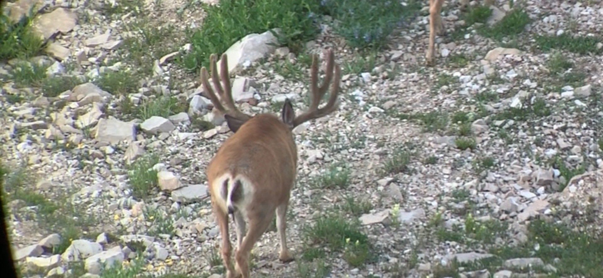 A deer with antlers is standing on a rocky hillside.