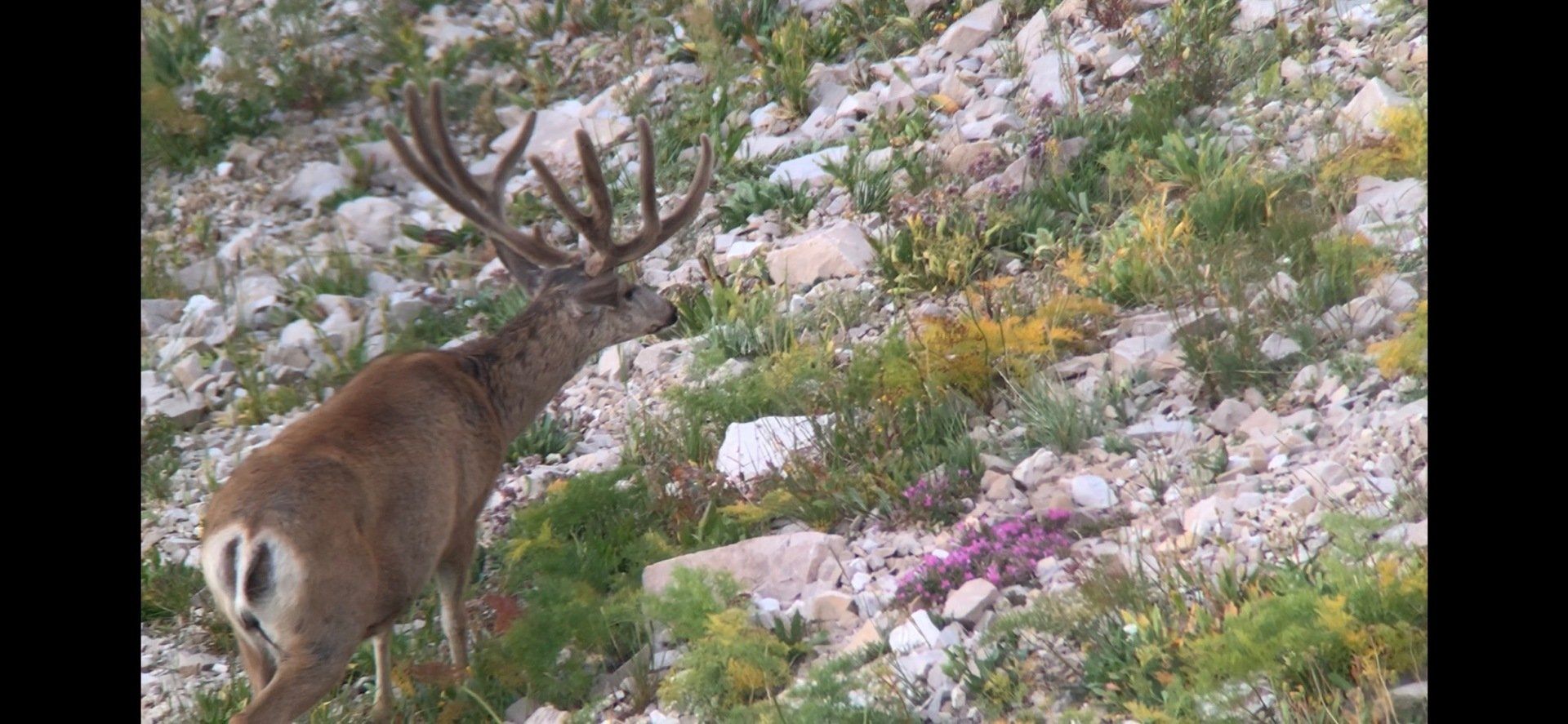A deer standing in a field of rocks and flowers