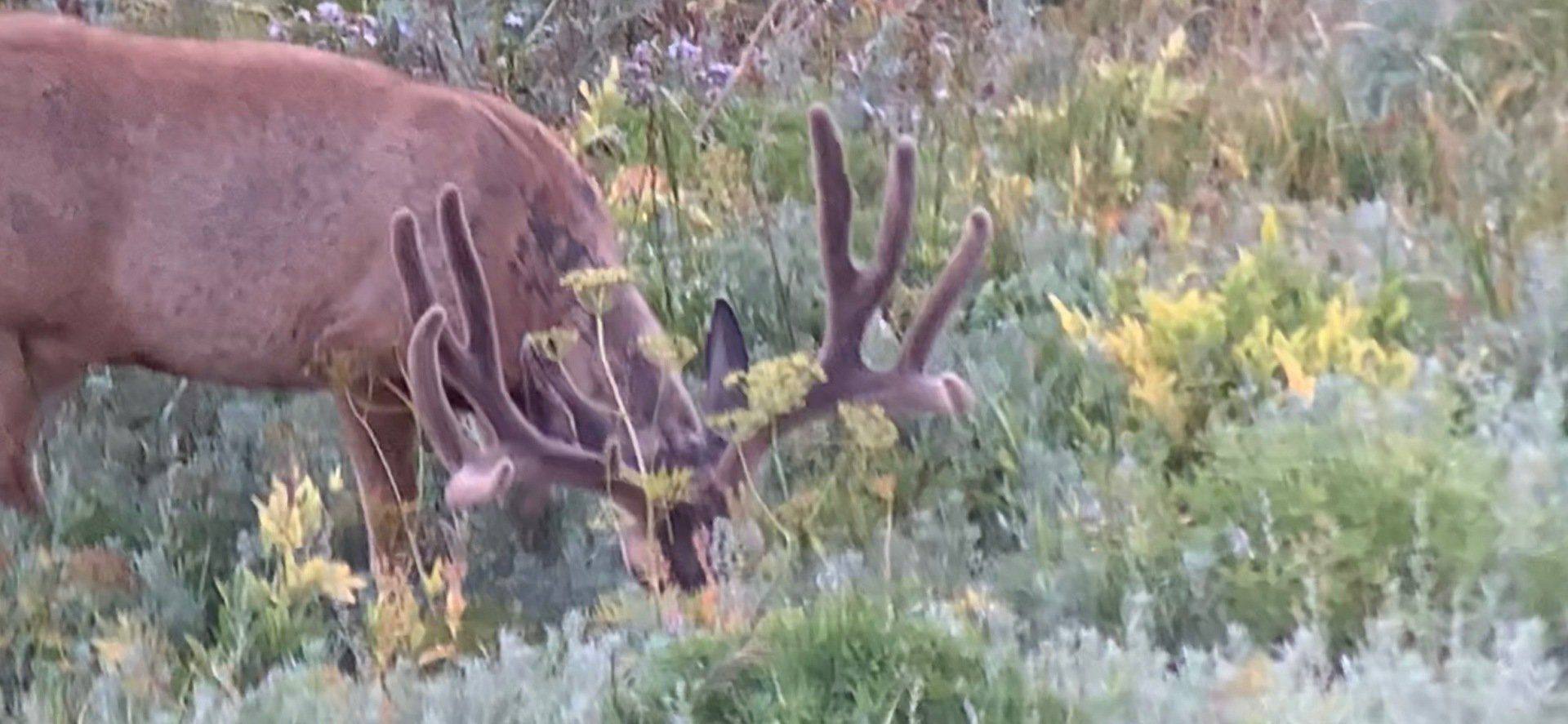 A deer with antlers is grazing in a field of grass.