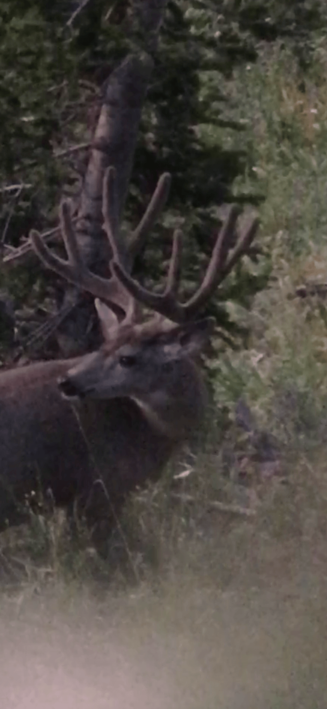A deer with antlers is standing in the grass in the woods.