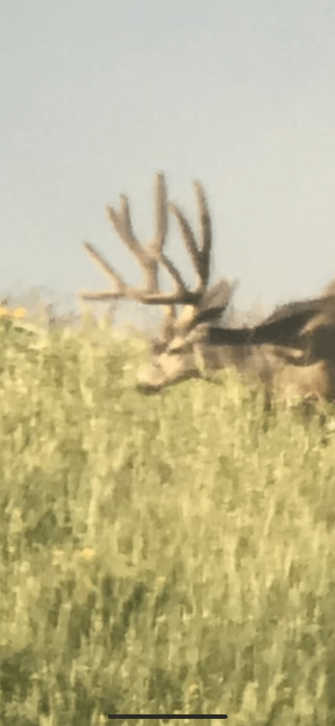 A deer is standing in a field of tall grass.