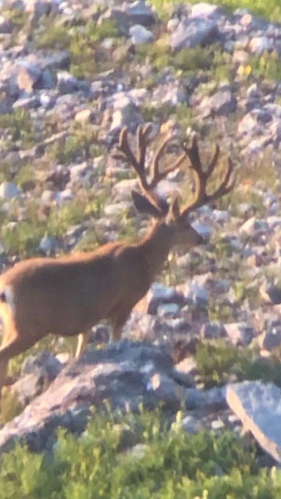 A deer with antlers is walking through a rocky field.