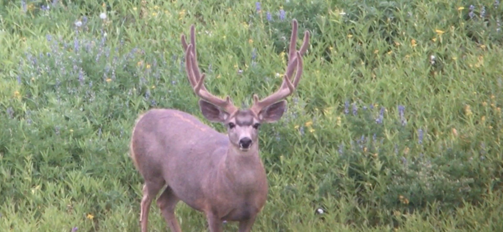A deer with antlers is standing in a field of flowers.