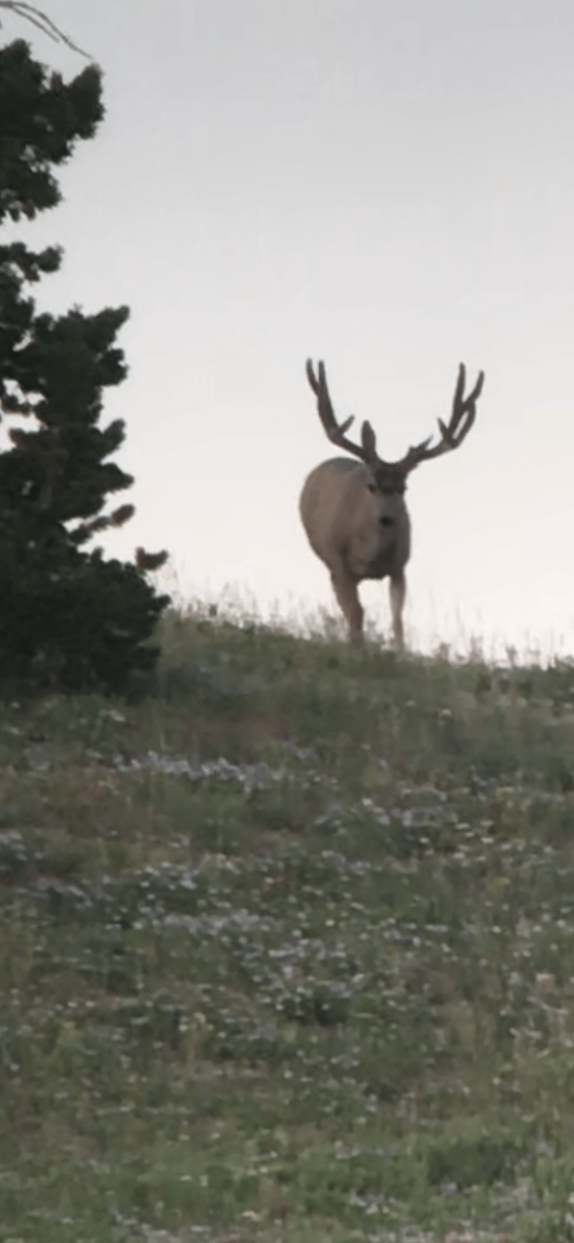 A deer with antlers is standing on top of a grassy hill.