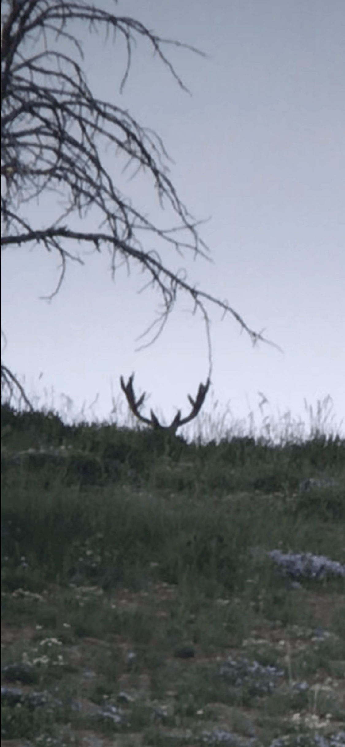 A silhouette of a deer in a field with a tree in the background