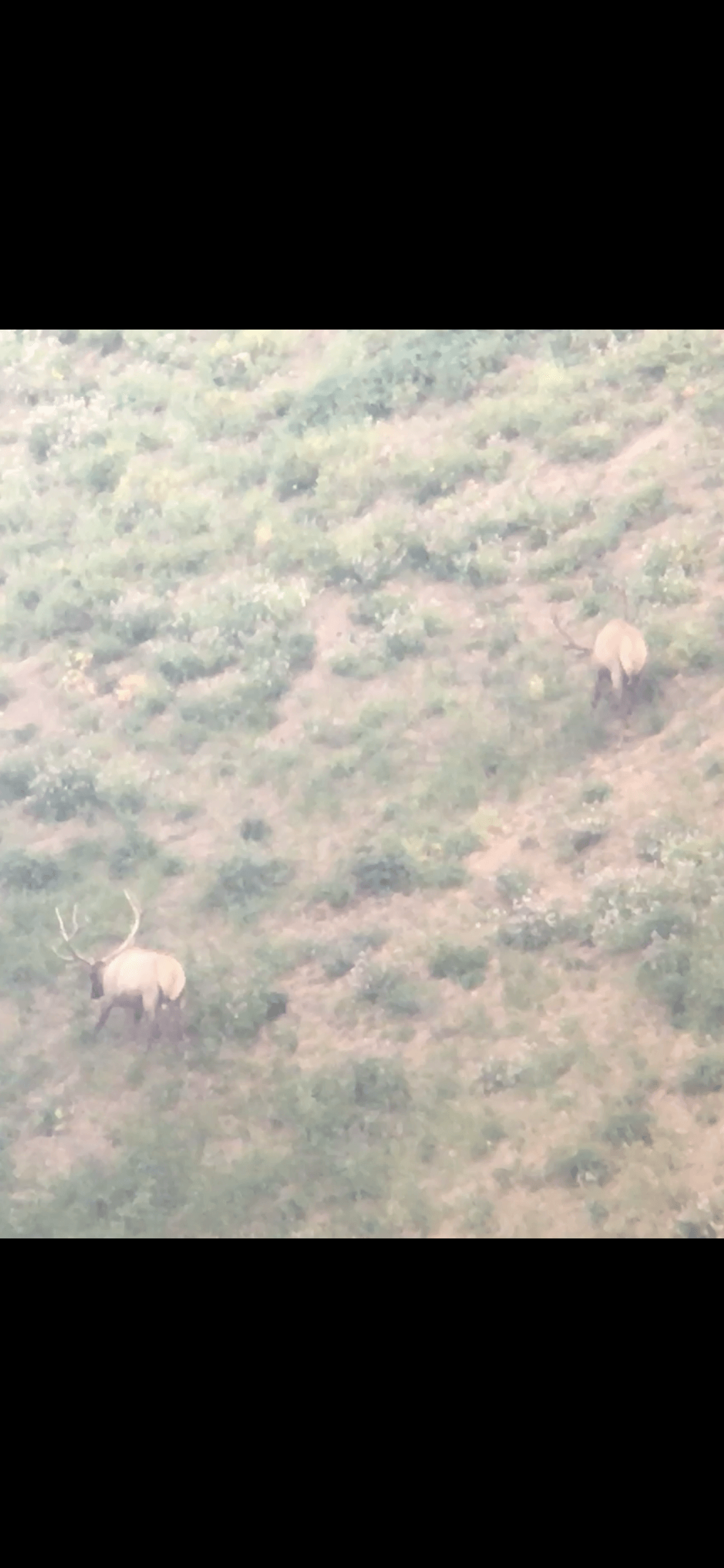 A couple of elephants are standing in a grassy field.