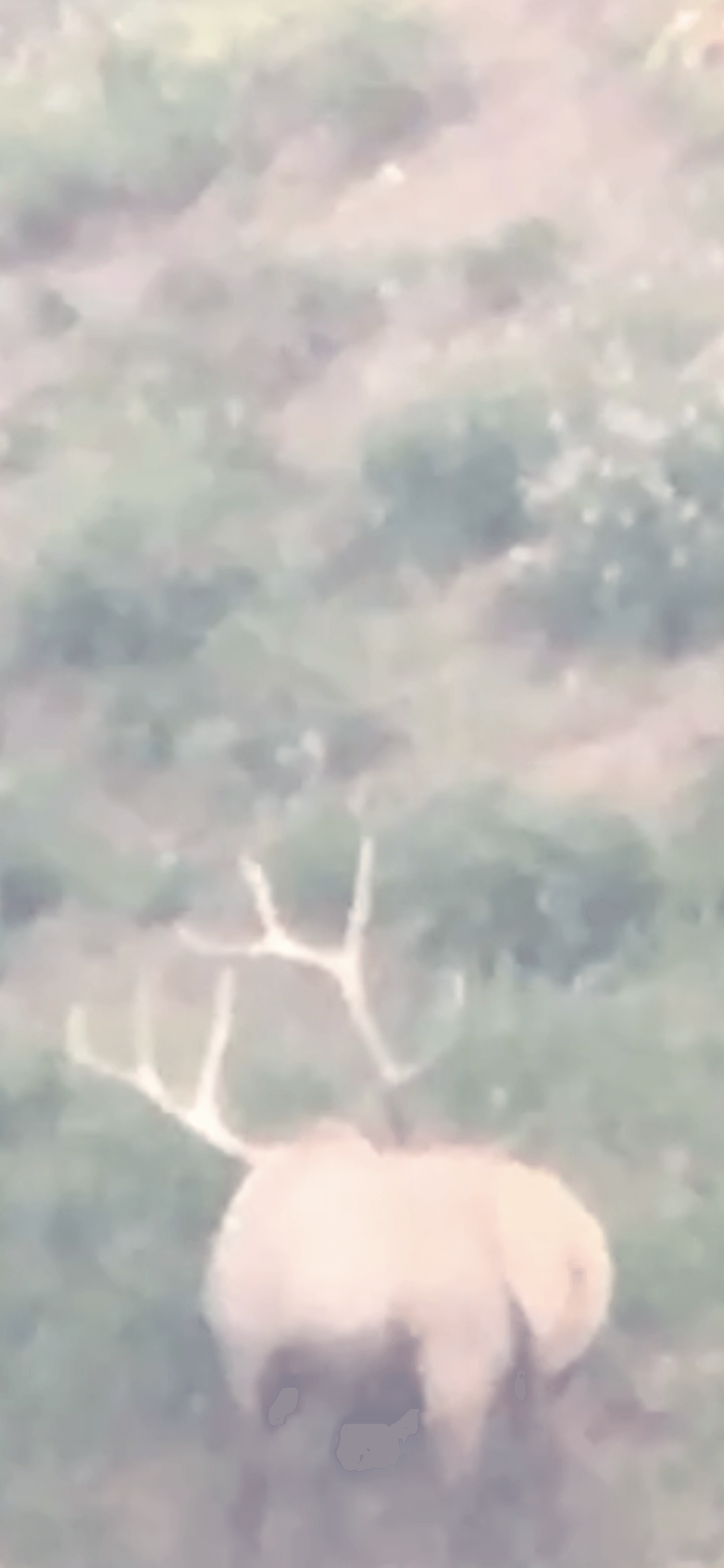 A deer with antlers is standing in a field of grass.