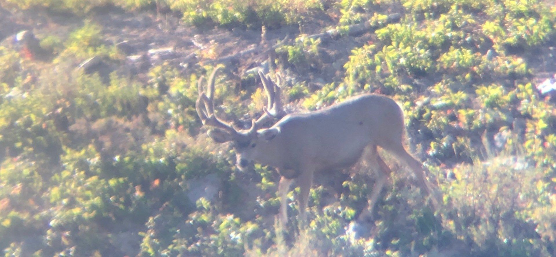 A deer standing in a field with a blurred background