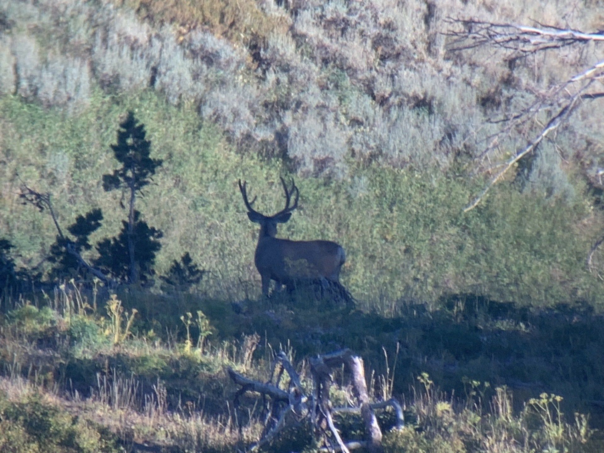 A deer standing in a field with trees in the background