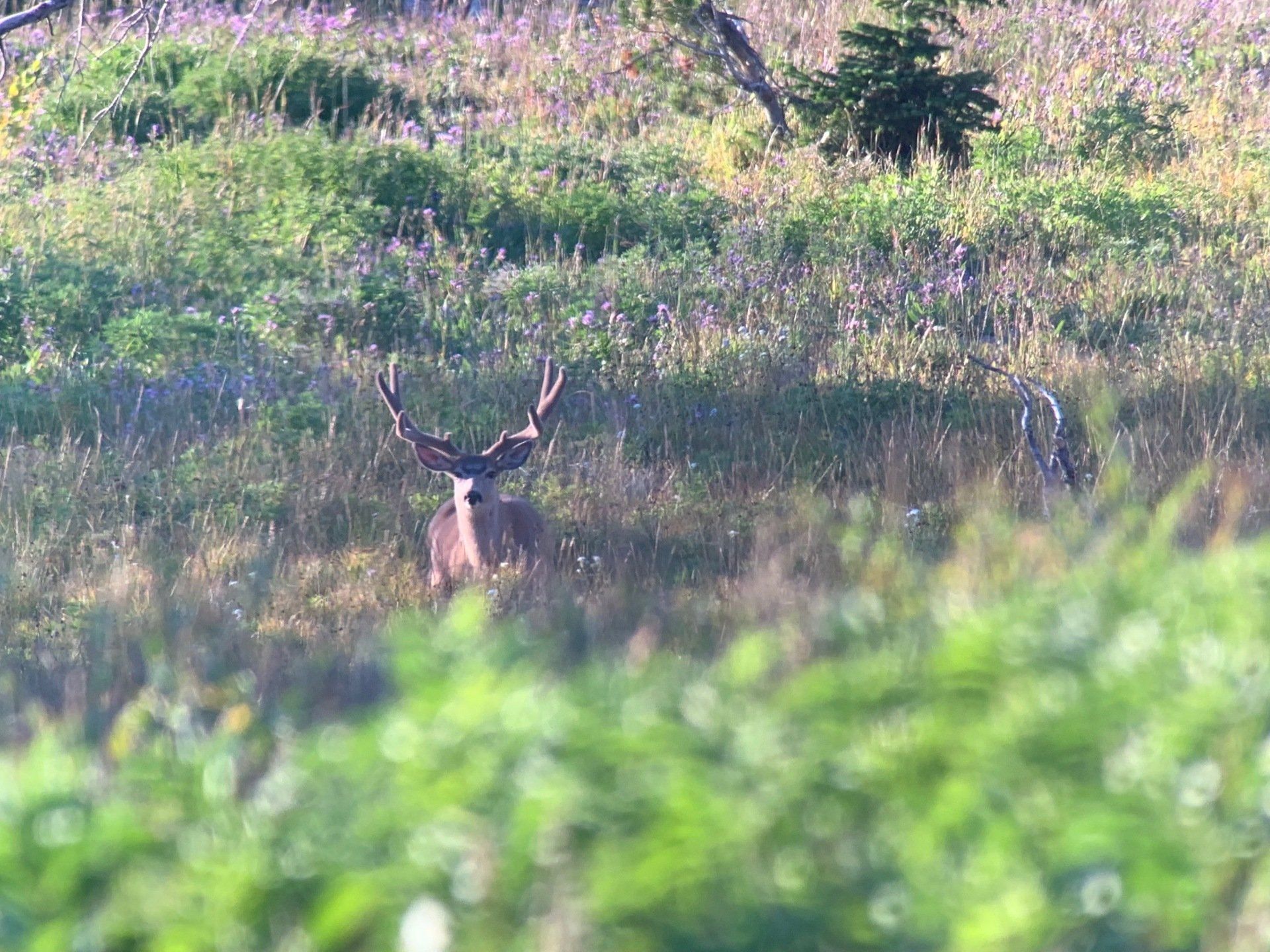 A deer is standing in a field of tall grass