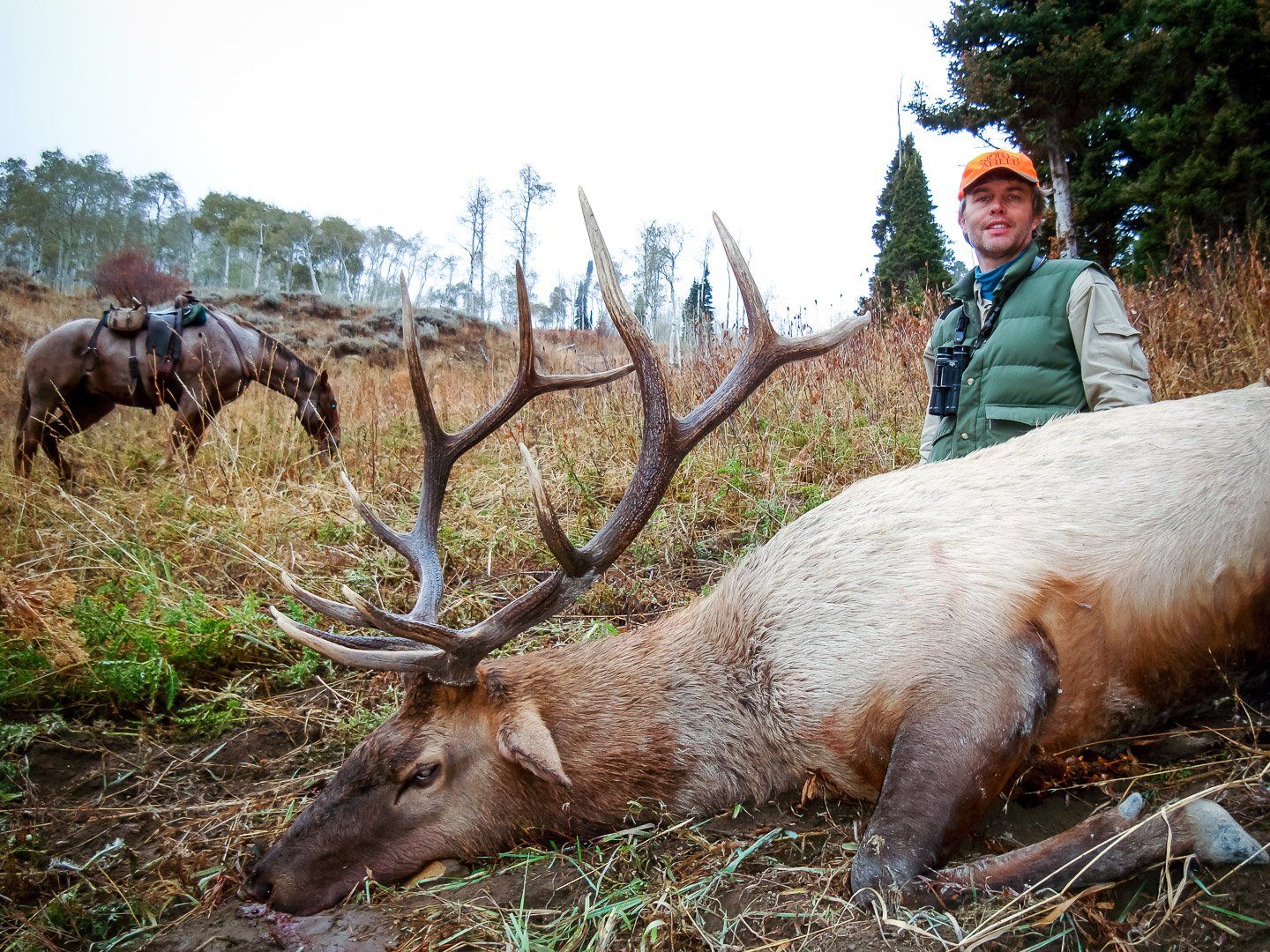 Hunter poses with a large elk he has shot. Horse in background.