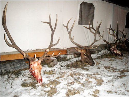 Three elk heads with large antlers on snow-covered ground in front of a white tent.