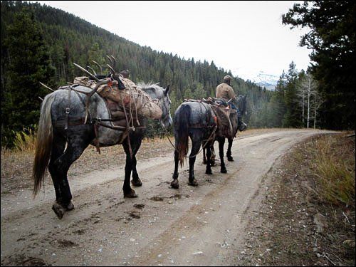 Three gray horses with packs on a dirt road in a forested area; one rider.