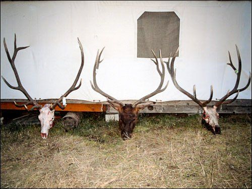 Three elk skulls with large antlers are displayed on a wooden platform against a white background.