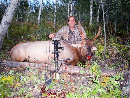 Archery elk hunting Wyoming. Man in camo with a harvested elk, bow in foreground, forest setting.