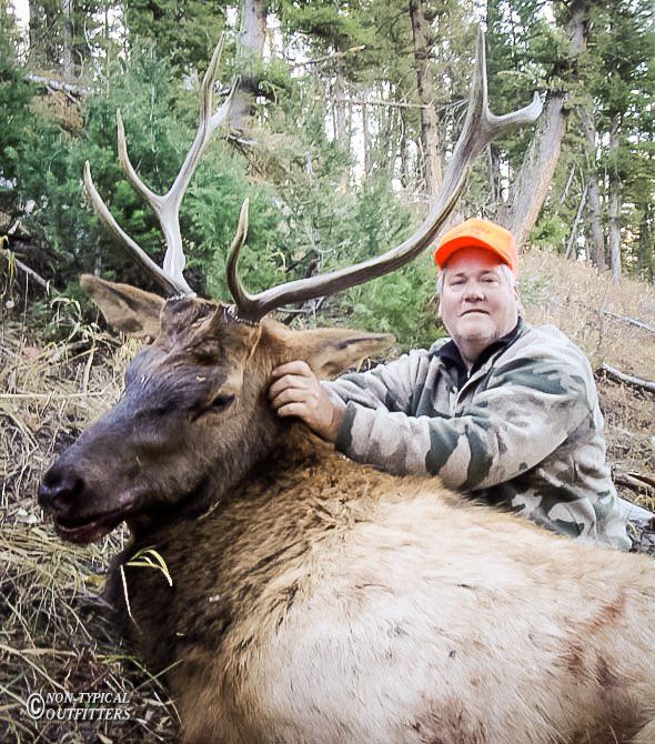 Man in orange hat and camouflage jacket with a dead elk in a forest setting.