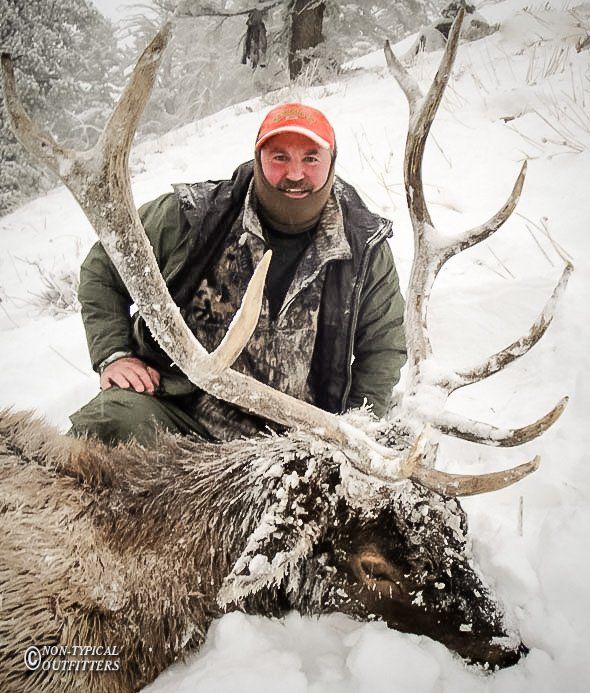 Man kneels beside a large elk in the snow, wearing an orange hat.