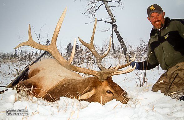Man kneels beside a large elk lying in snow. The elk has large antlers, and the man wears a hat and jacket.