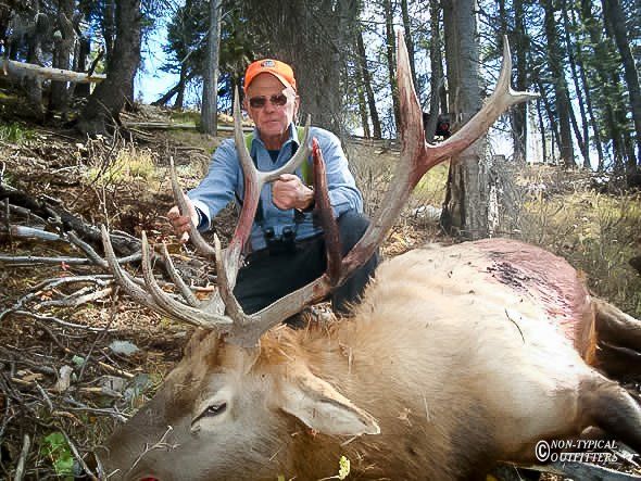 Man in orange hat with a rifle, kneeling beside a dead elk with large antlers in a forest.