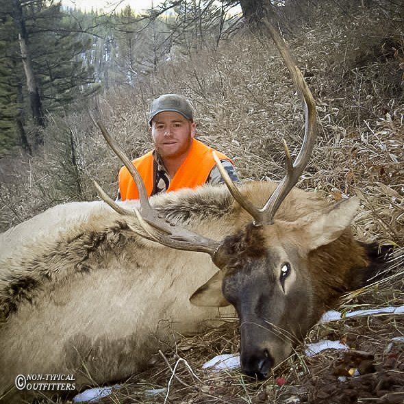 Hunter in orange vest with a dead elk in a wooded area.