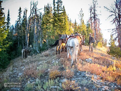 Horses and rider on a hillside trail near a forest. Early morning or late afternoon light.
